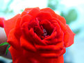 Picture Title - Vivid mini-rose