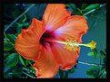 Picture Title - cherie hibiscus