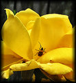 Picture Title - Yellow Rose Bug