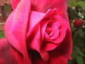 Picture Title - Red Rose 2