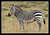 Cape Mountain Zebra