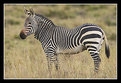 Picture Title - Cape Mountain Zebra