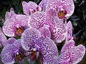 Picture Title - VANDA