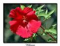 Picture Title - Hibiscus