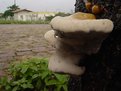 Picture Title - Kindom Fungi
