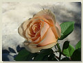 Picture Title - A peach rose