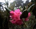 Picture Title - MountainFlowers