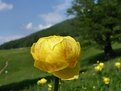 Picture Title - Trollius Europeaus