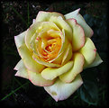 Picture Title - Rose 2