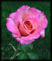 Picture Title - Rose 3