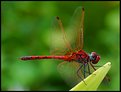 Picture Title - Dragonfly II
