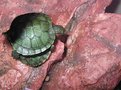 Picture Title - shady turtle love