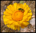 Picture Title - The Pollenator