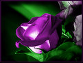 Picture Title - Purple Silk