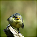 Picture Title - Blue Tit Child