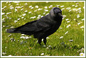 Picture Title - Jackdaw