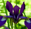 Picture Title - Blue Flag Iris