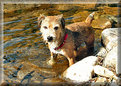 Picture Title - Benny taking a dip