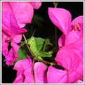 Picture Title - Mr. Green Grasshopper