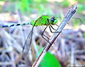 Picture Title - .:: Green Dragonfly ::.