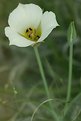 Picture Title - a lone  flower