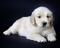 Picture Title - Golden Pup