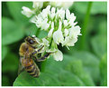 Picture Title - Bee and Clover
