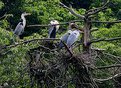 Picture Title - Heron Nest