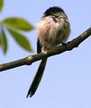 Picture Title - Snoozing Fledgling