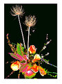 Picture Title - BOUQUET