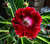 Gloxinia