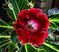 Picture Title - Gloxinia