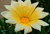 natural yellow