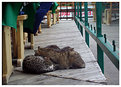 Picture Title - Sleeping Trio