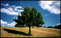Picture Title - Estate