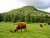 Scottish Highland Cows