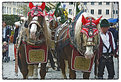 Picture Title - Brewery Horses