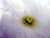..:: Celestial Flower ::..
