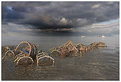 Picture Title - lobster pots