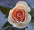 A peach rose (4)