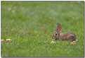 Picture Title - Bunny