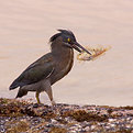 Picture Title - Lava Heron - 05.25.05