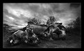 Picture Title - Agony II (BW)