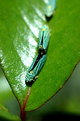 Picture Title - Leafhopper Love