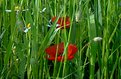 Picture Title - in the grass