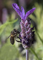 Picture Title - Worker Bee on Lavender