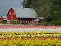 Picture Title - Spring Time at Washington State