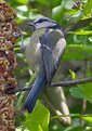 Picture Title - Feeding Blue Tit