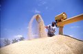 Picture Title - barley-field in malt factory