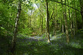 Picture Title - BLUEBELLS